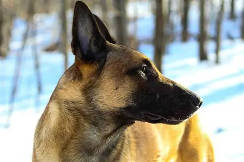 Gooi Belgiese Malinois baie af? Wenke oor hoe om te bestuur