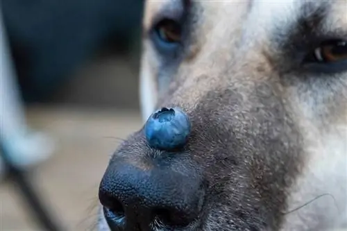 anjing dengan blueberry di hidungnya