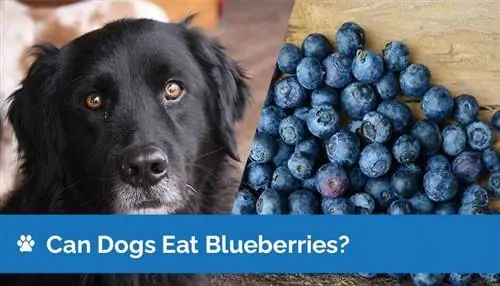 Bolehkah Anjing Makan Beri Biru? Adakah Blueberry Selamat untuk Anjing?