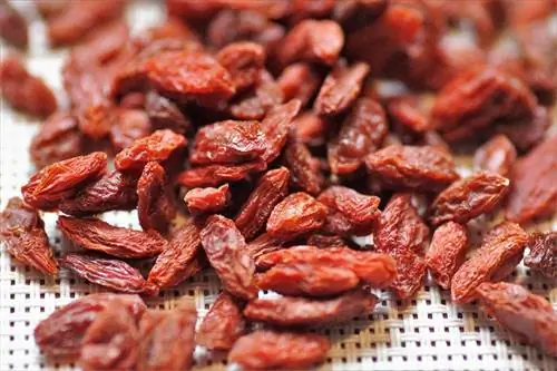 Bayas de goji de cerca