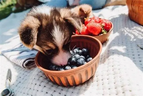 cachorro comiendo arándanos