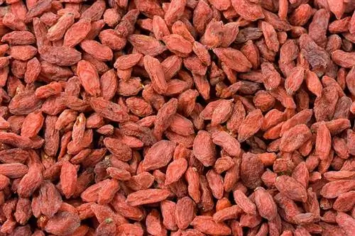 Dürfen Hunde Goji-Beeren essen? Wie gesund ist es?