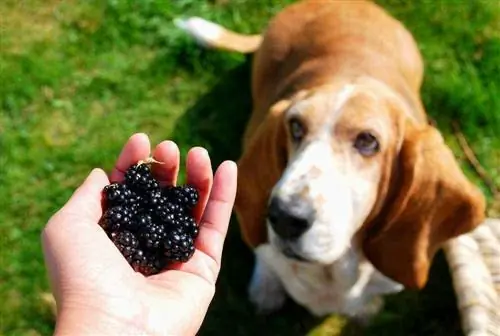 hund och björnbär