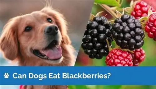 ¿Pueden los perros comer moras? ¡Lo que necesitas saber