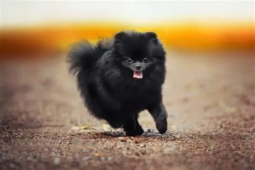 czarny pomeranian