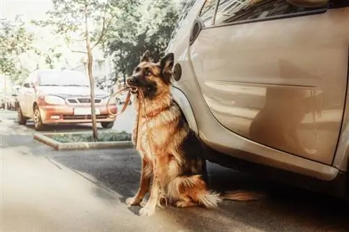 Ağzında tasma ile arabanın yanında oturan Alman çoban köpeği