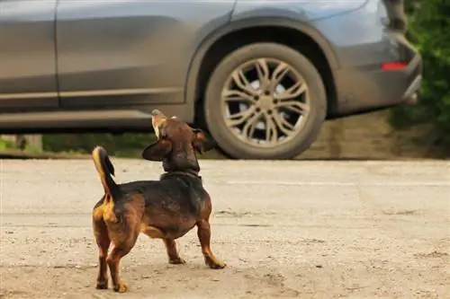 Kaip 4 paprastais žingsniais neleisti šuniui loti ant automobilių