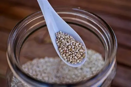 quinoa սերմերը պլաստիկ գդալով