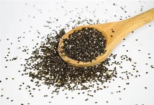 Chia tohumları