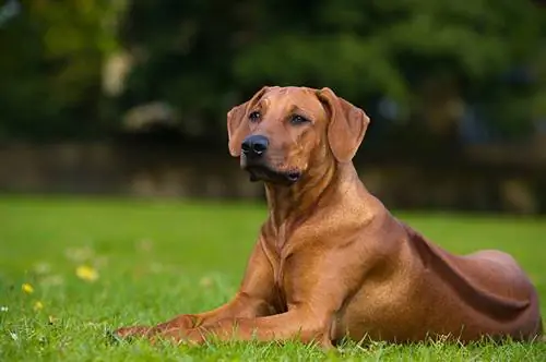 Rhodesian Ridgebacks ฉลาดกว่าสุนัขตัวอื่นหรือไม่? ข้อเท็จจริง & คำถามที่พบบ่อย