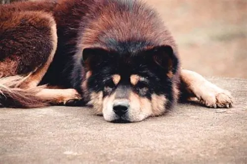 Hmong Dog ή Hmong Dock Tailed Dog ξαπλωμένος στο έδαφος