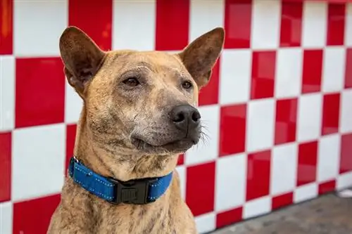 primer pla Phu Quoc gos Ridgeback