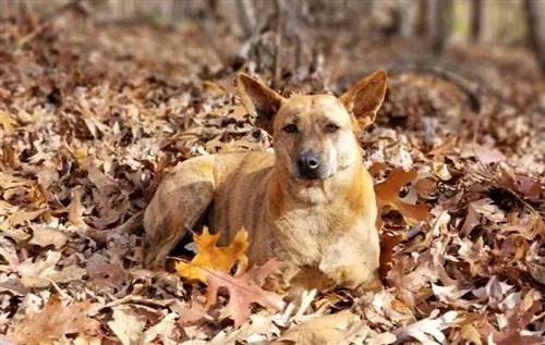 4 Baka Anjing Vietnam Yang Anda Perlu Lihat (Dengan Gambar)