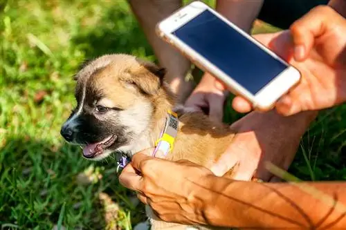 National Pet ID Week 2023: เมื่อไหร่ & วิธีฉลอง