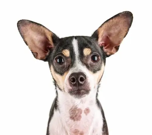 Rat-Cha (Rat Terrier & Chihuahua Mix): informacje, zdjęcia, fakty