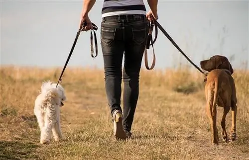 persoon die twee honden uitlaat