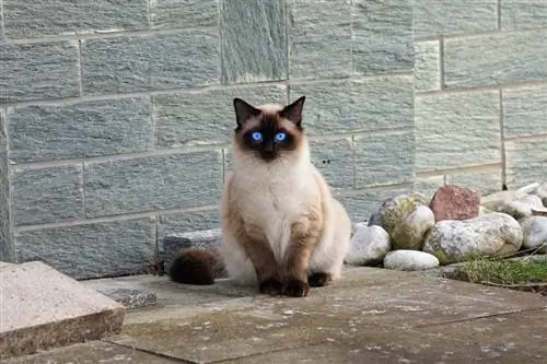 mata biru kucing