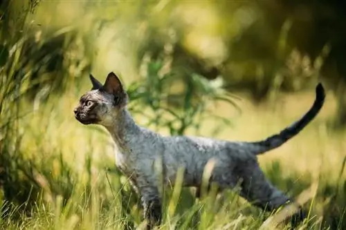 cheveux courts gris devon rex