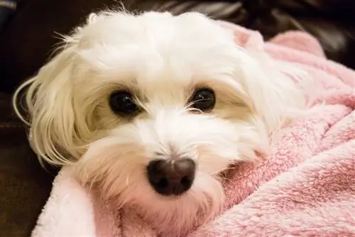 Havashire (Havanese & Yorkshire Terrier Mix): Info, bilder, fakta