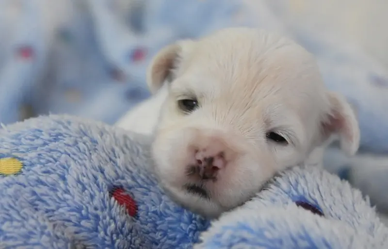 cachorrinho havanês