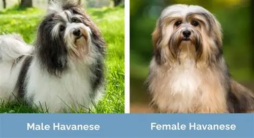 ชาย vs หญิง Havanese เคียงข้างกัน