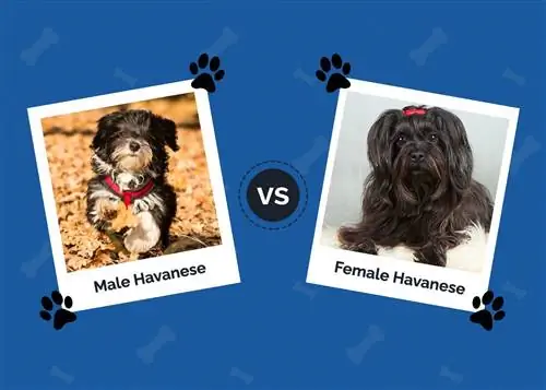 Férfi vs nő Havanese: Hogyan hasonlíthatók össze? (Képekkel)