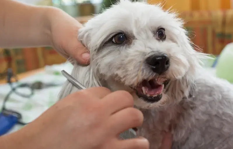 Mbwa wa Havanese akiandaliwa