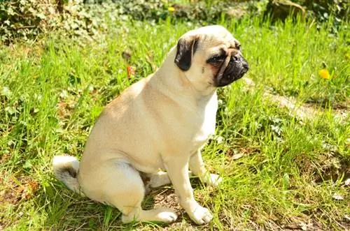 chó pug ngồi trên đồng cỏ