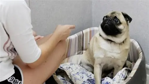 dona de pug conversando com seu animal de estimação