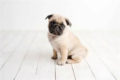 một con chó pug đáng yêu ngồi trên gỗ trắng