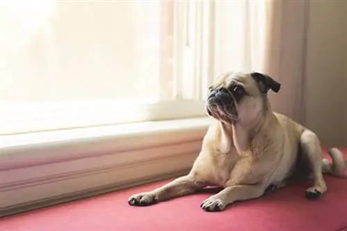 pug acostado cerca de la ventana