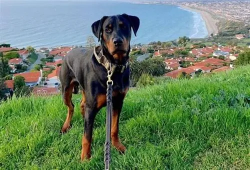 Doberman Pinscher