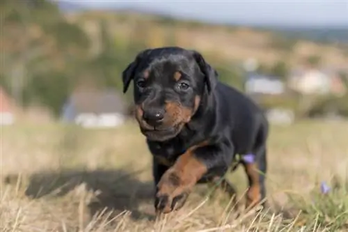 Kā apmācīt dobermani - 8 padomi & triki