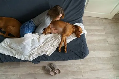 mulher tocando barriga de cachorro no sofá