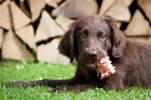 Manakah Daging Terbaik untuk Anjing Anda? (18 Jenis Daging Dianalisis)