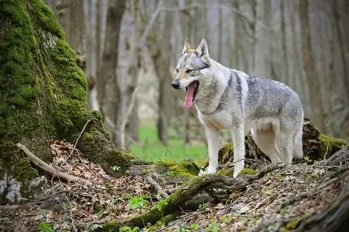 Çek kurt köpeği