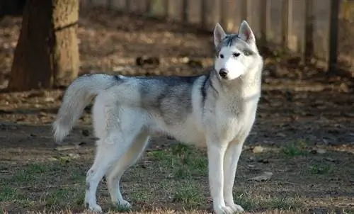 Husky siberiano