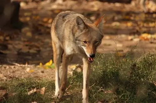 7 honden die op coyotes lijken (met afbeeldingen)