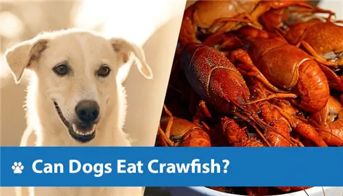 Maaari Bang Kumain ng Crawfish ang Mga Aso? Mga Benepisyo sa Pangkalusugan & Ipinaliwanag ang Mga Panganib