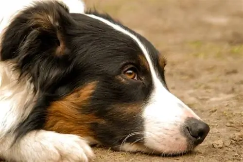 siodło border collie