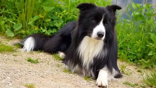 boarder collie i trädgården