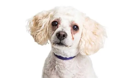 Closeup ng Poodle dog na may puting balahibo at pulang mantsa ng luha_Susan Schmitz_shutterstock