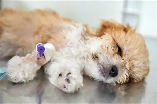 Le chiot malade de m altipoo se trouve sur une table dans une clinique vétérinaire