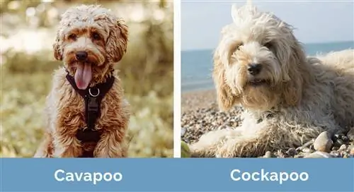 Cavapoo vs Cockapoo side om side