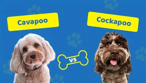 Cavapoo vs Cockapoo: Apakah Perbezaannya? (Dengan Gambar)