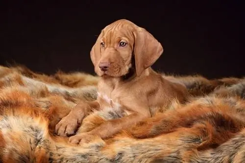 Drótszőrű vizsla kiskutya_Shutterstock_Ivanova N