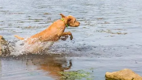 Vizsla de pelo duro