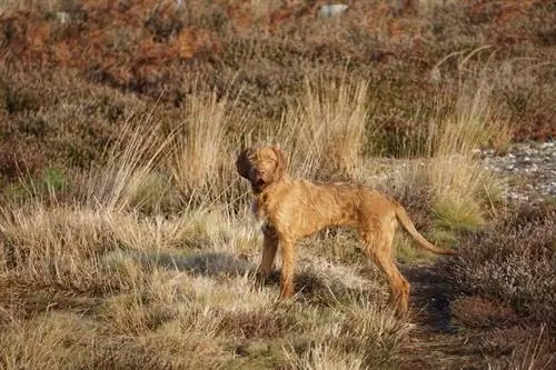 Perro Vizsla de pelo duro