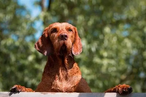 Chien Vizsla à poil dur