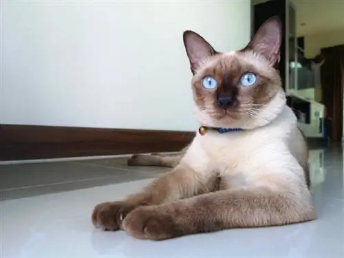 gatto siamese sdraiato